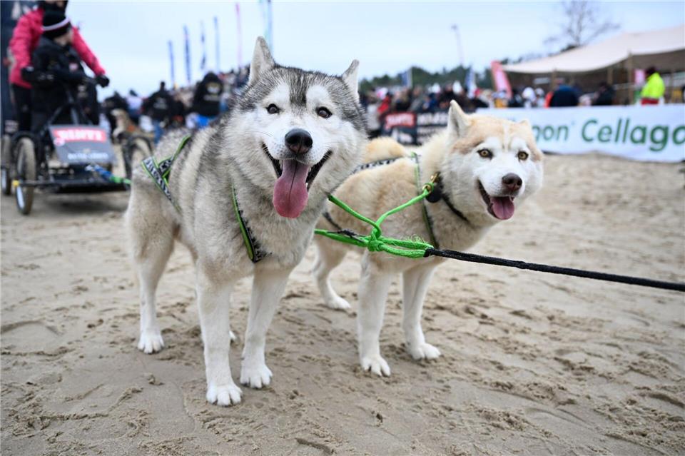 Im vergangenen Jahr kamen laut Veranstalter 90.000 Euro für den guten Zweck zusammen.Philip Dulian/dpa
