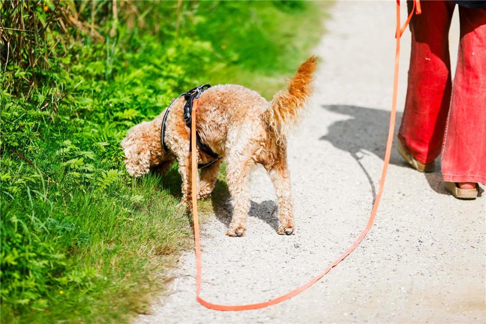 Im vergangenen Jahr war die Hundesteuer in Mainz bundesweit am höchsten. (Symbolbild)Frank Molter/dpa