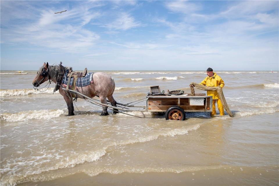 Immaterielles Weltkulturerbe: Krabbenfischen mit Pferd - hier in Oostduinkerke.Westtoer APB/dpa-tmn