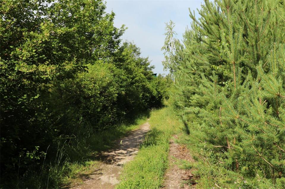 Immer geradeaus: Was später mal offizieller Wanderweg werden soll, erinnert noch immer an Autobahn.Deike Uhtenwoldt/dpa-tmn