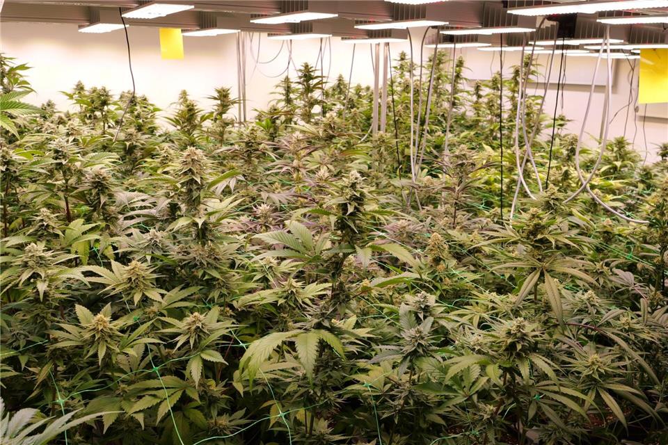 Immer mehr Cannabisvereine haben eine Erlaubnis zum Anbau. (Symbolfoto) Jörn Hüneke/dpa