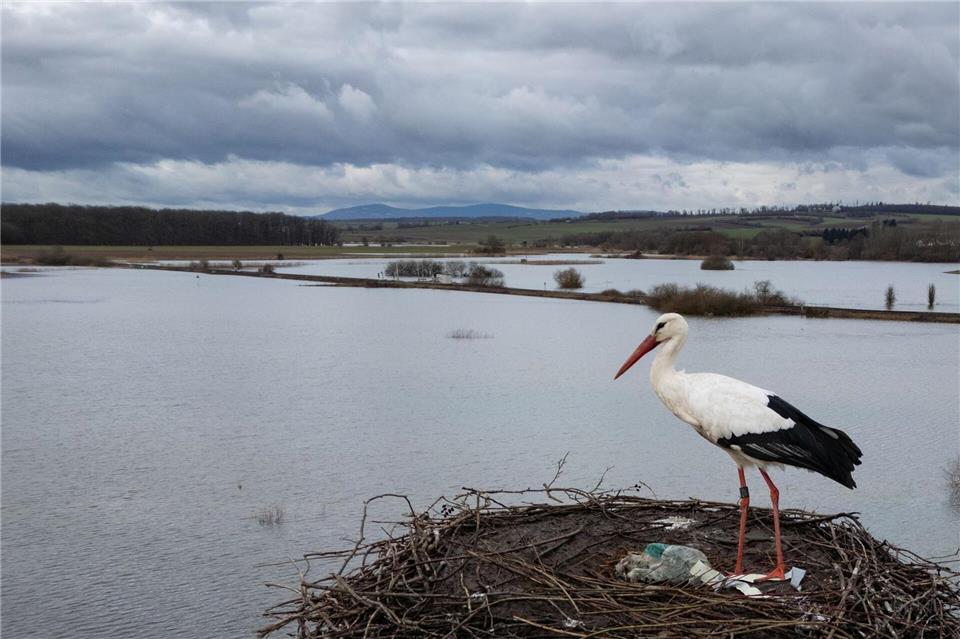 Immer mehr Störche bleiben im Winter in Hessen. (Archivbild)Boris Roessler/dpa