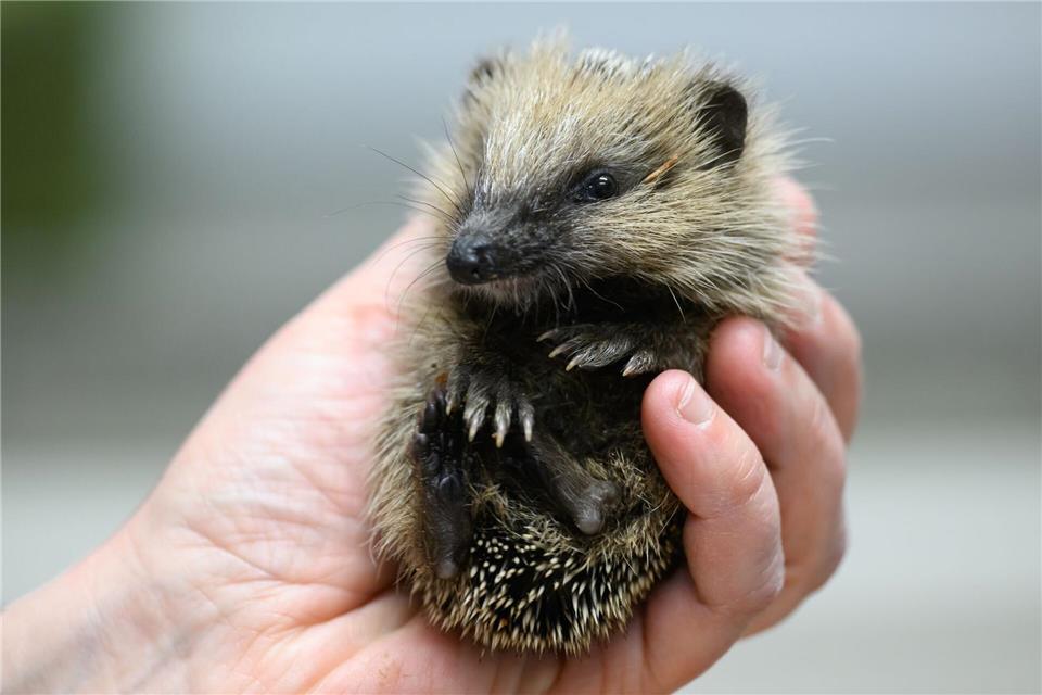 Immer mehr junge Igel finden vor dem Winter zu wenig Nahrung (Archivbild)Robert Michael/dpa