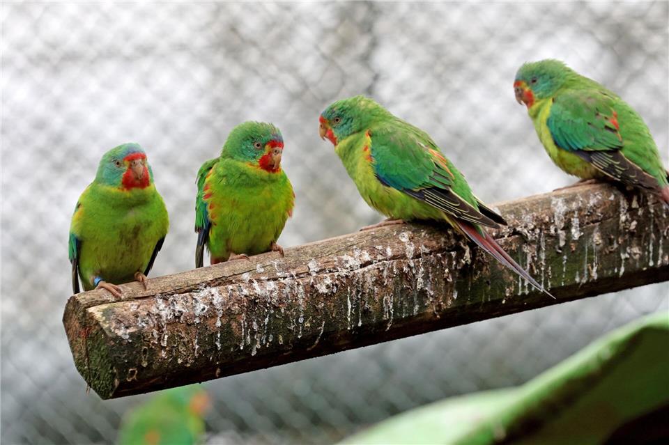 Immer wieder bricht in Zoos und Tierparks die Vogelgrippe aus. (Symbolbild)Bernd Wüstneck/dpa