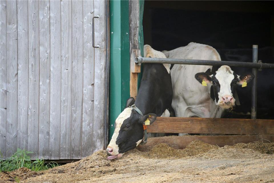 Immer wieder kommt es in Bayern zu Tierschutzskandalen. Dies hat im Laufe der Zeit zu wachsenden Zweifeln am bayerischen Kontrollsystem geführt. (Illustration)Karl-Josef Hildenbrand/dpa