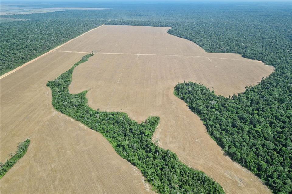 Immer wieder werden Bäume im Regenwald gerodet, um dort Felder anzulegen. Zuletzt ist die Abholzung jedoch zurückgegangen. (Archivbild)Larissa Schwedes/dpa