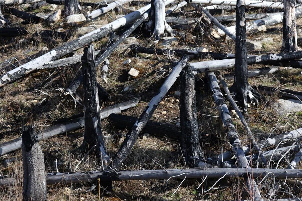 Immer wieder wüten im Harz Waldbrände, deren Bekämpfung herausfordernd ist.Matthias Bein/dpa