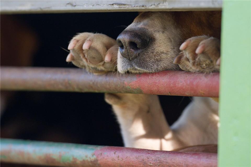 In Absprache mit dem Veterinäramt war der Hund in die Quarantänestation eines Tierheims gebracht worden. (Symbolbild)picture alliance / ZB
