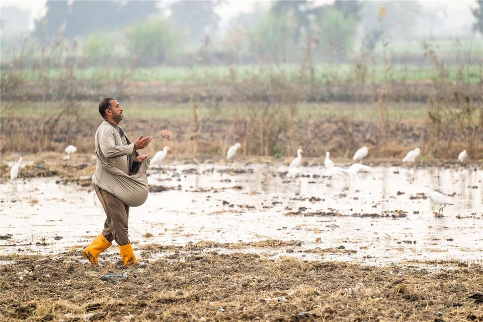 In Ägypten trifft die Wasserknappheit vor allem die Landwirtschaft.Christophe Gateau/dpa