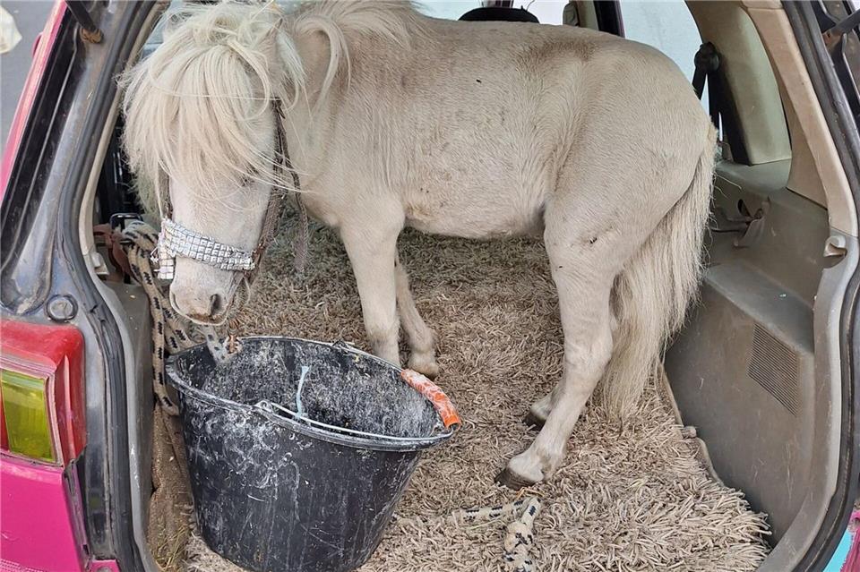 In Alsdorf bei Aachen stoppte die Polizei einen ungewöhnlichen Tiertransport.Polizei Aachen/dpa