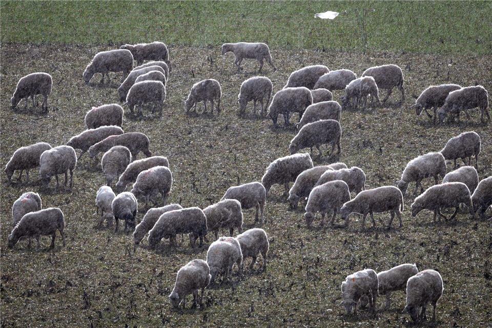In Apolda hat ein Hund ein Lamm getötet. (Symbolbild)Jens Büttner/dpa