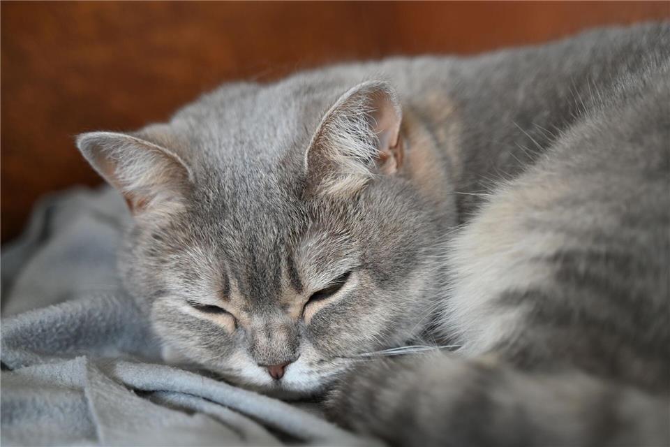 In Augsburg befreite die Feuerwehr eine Katze aus dem Motorraum eines Autos. (Symbolbild)Helena Dolderer/dpa