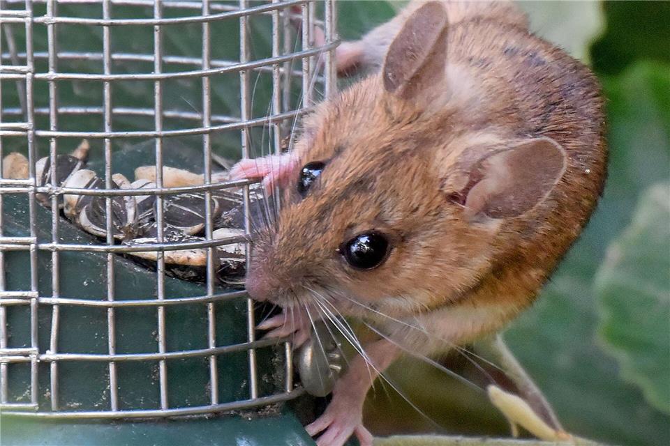 In Baden-Württemberg gibt es eine Unterart des Hantavirus. (Symbolbild)Holger Hollemann/dpa