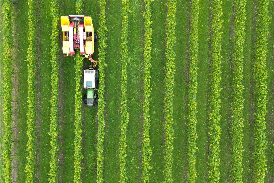 In Baden ist die Lese in den letzten Zügen. In den württembergischen Weinbergen herrscht noch Hochbetrieb bei der Ernte. (Archivbild)Bernd Weißbrod/dpa