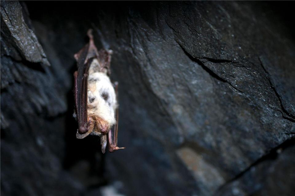 In Bayern gibt es 25 verschiedene Fledermaus-Arten, viele davon gelten als bedroht. (Symbolbild)Pia Bayer/dpa/dpa-tmn