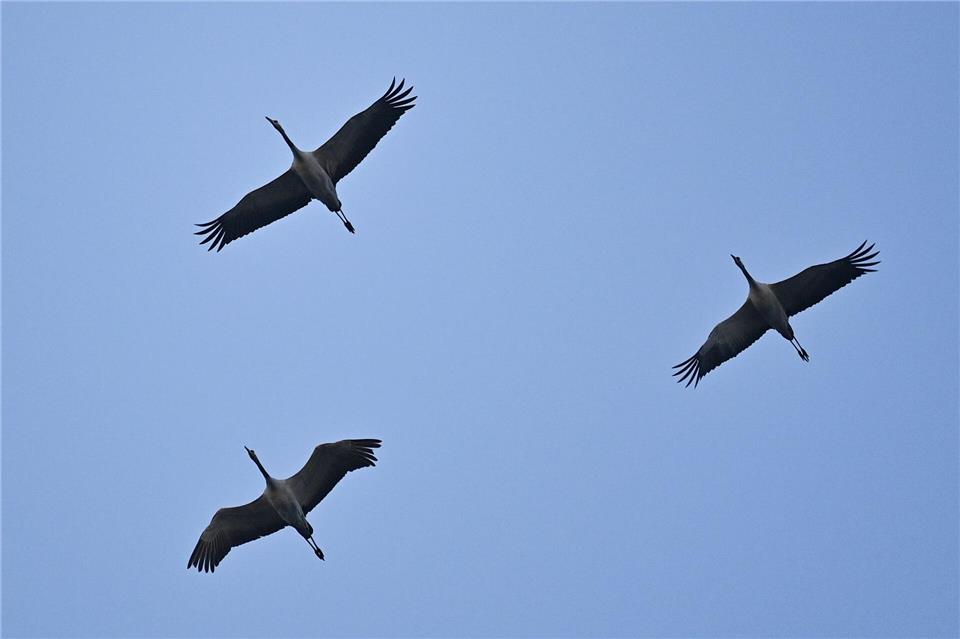 In Bayern gibt es aktuell etwa 50 Kranichpaare. Auch sie machen sich für den Winter auf den Weg in den Süden. (Symbolbild)Patrick Pleul/dpa-Zentralbild/dpa