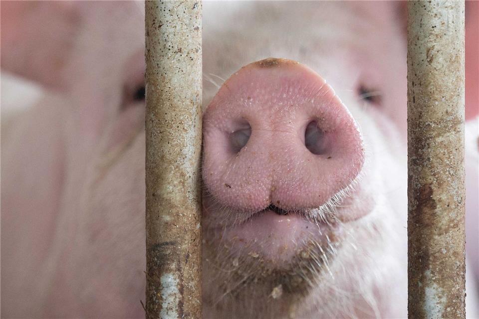 In Bayern gibt es etwas mehr Schweine - obwohl die Zahl der Betriebe, die Schweine halten, gesunken ist. (Symbolbild)Marijan Murat/dpa