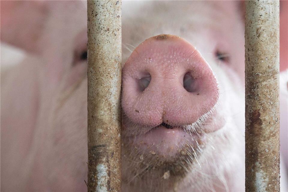 In Bayern gibt es mehr Schweine als vor einem Jahr. (Archivbild)Marijan Murat/dpa