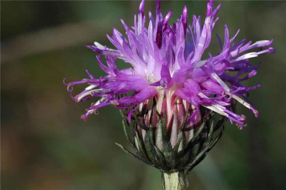 In Bayern hat sich die zuvor vom Aussterben bedrohte Sand-Silberscharte wieder etwas erholt.Andreas Zehm/Landesamt f�r Umwel