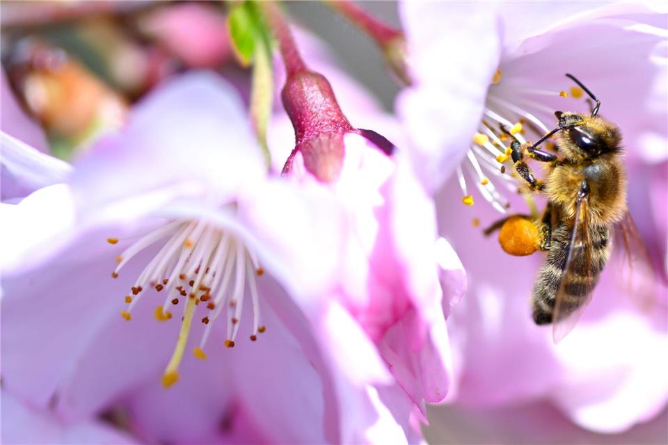 In Bayern ist der Frühling zurückgekehrt. (Archivbild)Sven Hoppe/dpa