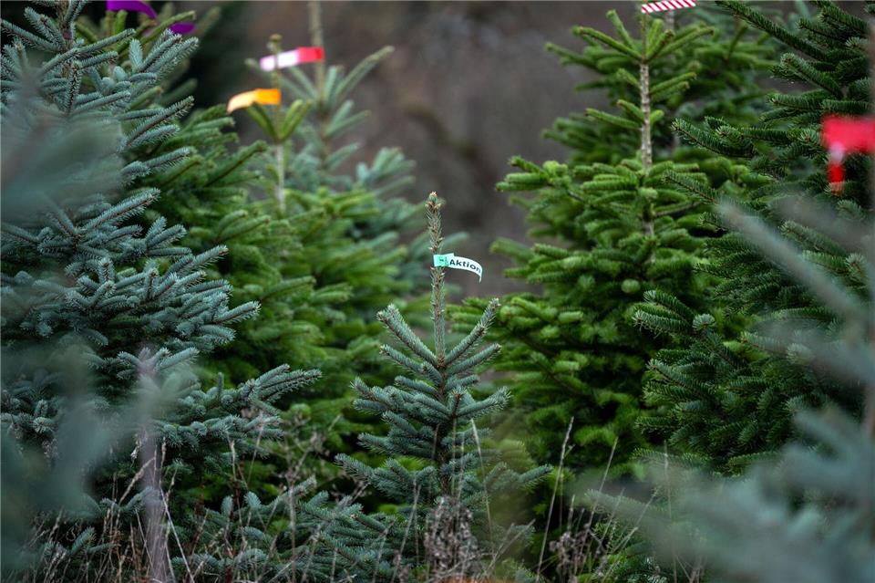 In Bayern wachsen die meisten Christbäume in eigens angelegten Kulturen. (Symbolbild)Pia Bayer/dpa
