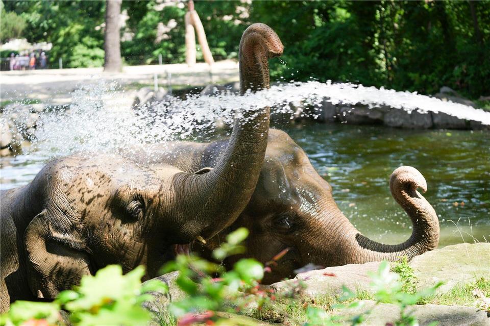 In Berlin: Gegen die Gluthitze: Tierpfleger sorgt mit Schlauch für eine Wasserparty bei zwei ElefantenSven Kaeuler/dpa