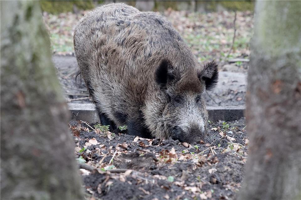 In Berlin soll ein Wildschwein eine Frau angegriffen haben. (Symbolbild)Paul Zinken/dpa-Zentralbild/dpa