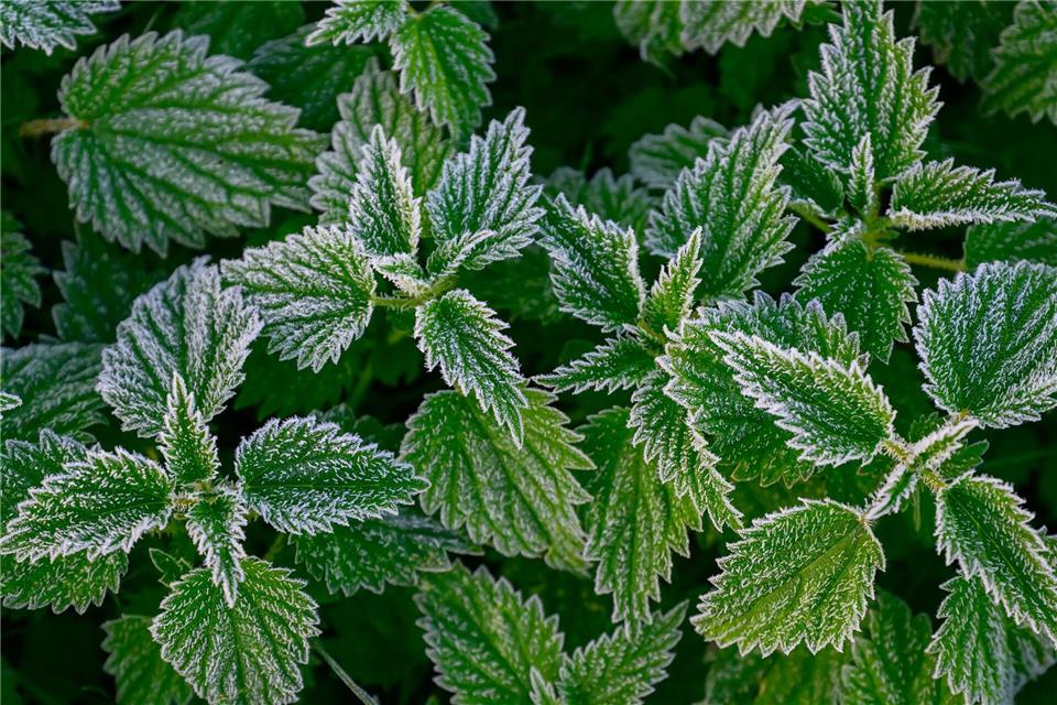 In Berlin und Brandenburg droht in der Nacht auf Sonntag verbreitet Frost. (Archivbild)Patrick Pleul/dpa