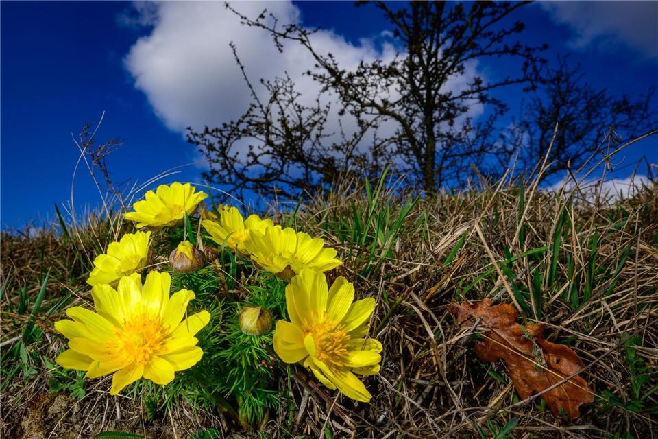 In Berlin und Brandenburg sorgt ein Hochdruckeinfluss für mildere Nächte. (Symbolbild)Patrick Pleul/dpa