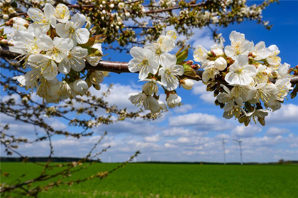In Berlin und Brandenburg werden am Wochenende frühlingshafte Temperaturen erwartet. (Archivbild)Patrick Pleul/dpa