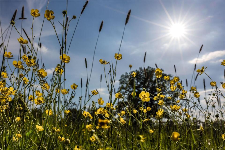 In Berlin und Brandenburg werden am Wochenende die 30 Grad erreicht.Frank Hammerschmidt/dpa