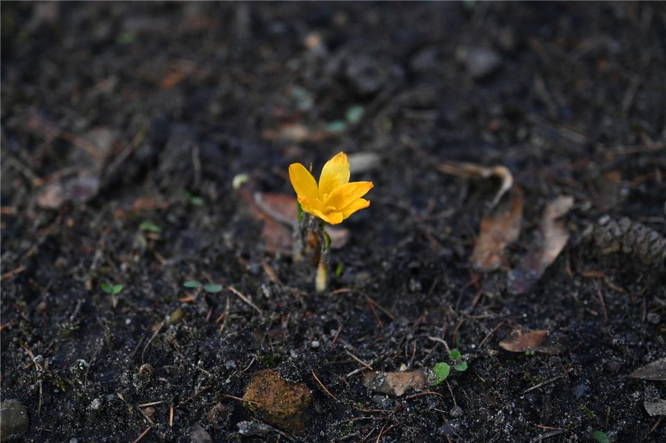 In Berlin und Brandenburg werden die Tage sonnig und mild, die Nächte bleiben jedoch noch kalt. Elisa Schu/dpa