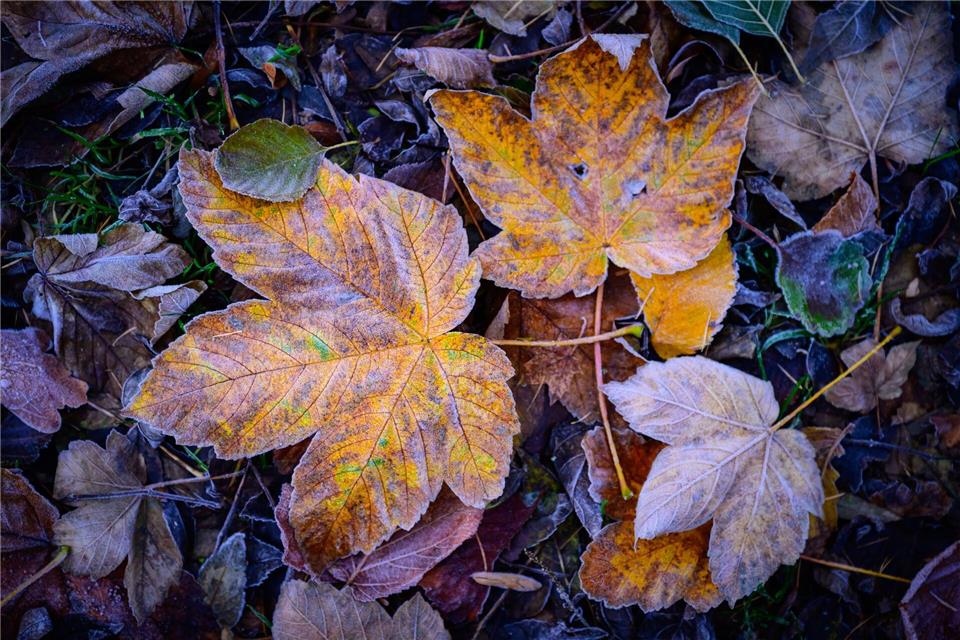 In Berlin und Brandenburg wird nachts Frost erwartet. (Symbolbild)Patrick Pleul/dpa