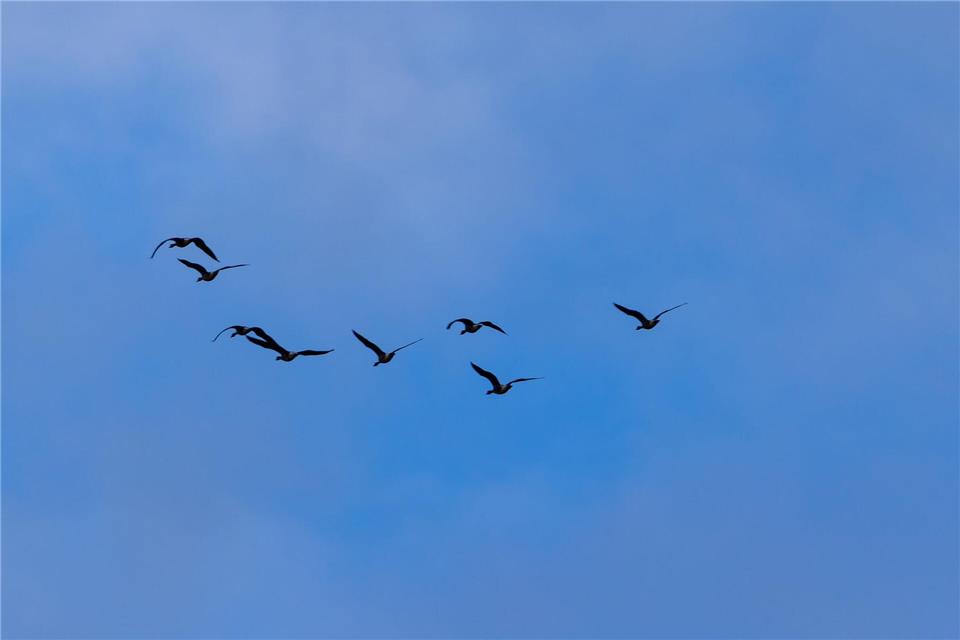 Zehn Fälle von Vogelgrippe in Berlin bestätigt  In Berlin wurden zehn Fälle von Vogelgrippe nachgewiesen. (Symbolbild)Frank Hammerschmidt/dpa
