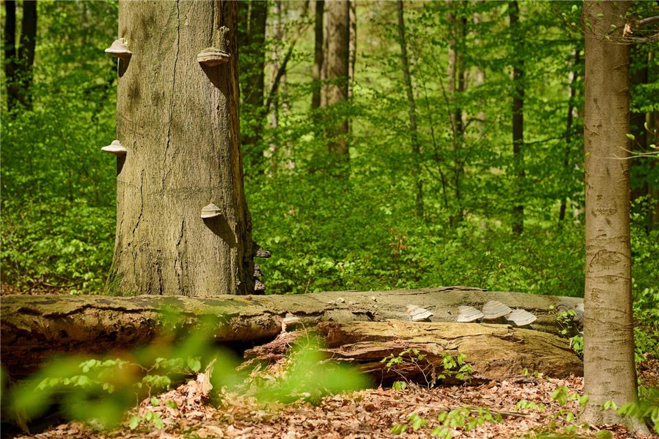In Bocholt könnte bald ein kleiner neuer Wald entstehen.
