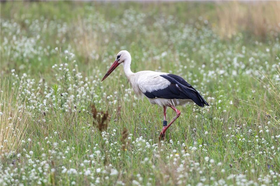 In Brandenburg brüten jedes Jahr zahlreiche Weißstörche - doch jetzt herrscht wegen der Vogelgrippe Besorgnis, dass weniger Vögel aus Spanien zurückkehren. (Archivbild) Frank Hammerschmidt/dpa