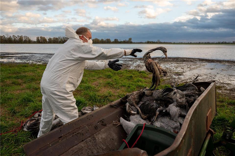 In Brandenburg gibt das Landwirtschaftsministerium keine Entwarnung bei der Vogelgrippe. (Archivbild)Christophe Gateau/dpa