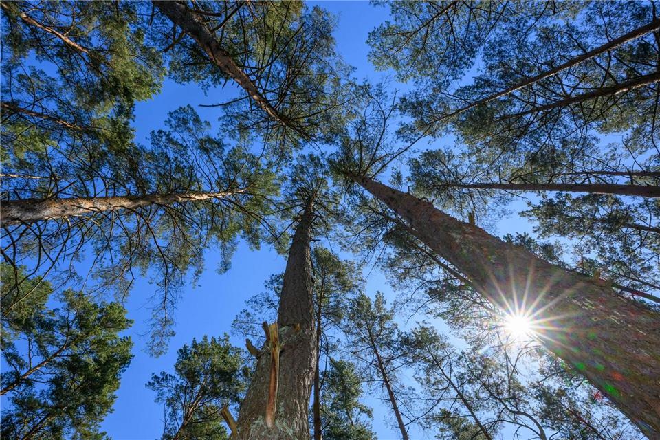 In Brandenburg ist die Waldbrandgefahr aktuell hoch. (Symbolbild)Patrick Pleul/dpa