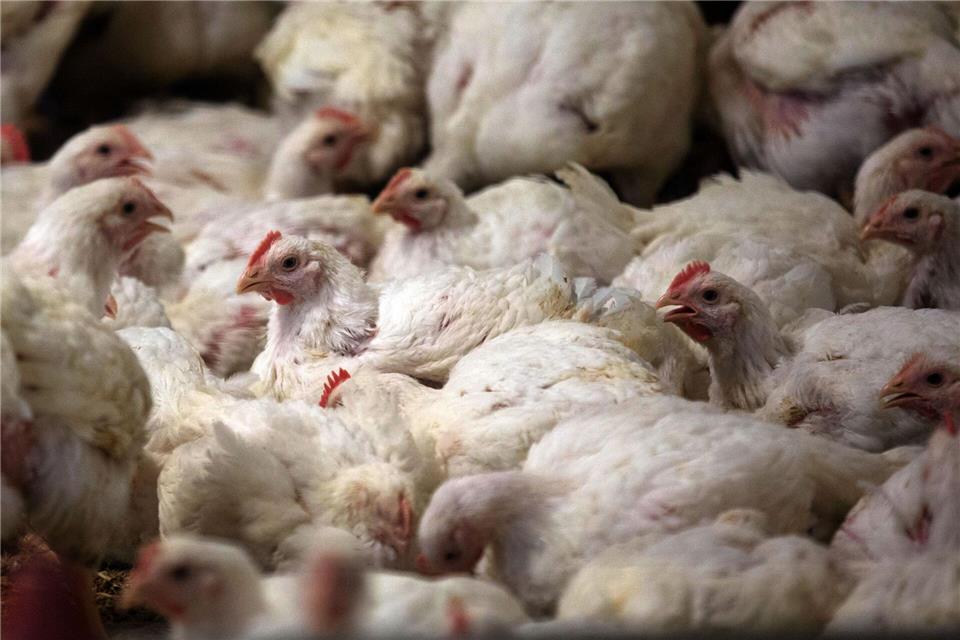 In Brandenburg ist erneut die Newcastle-Krankheit ausgebrochen. (Symbolbild)Jens Büttner/dpa-Zentralbild/dpa