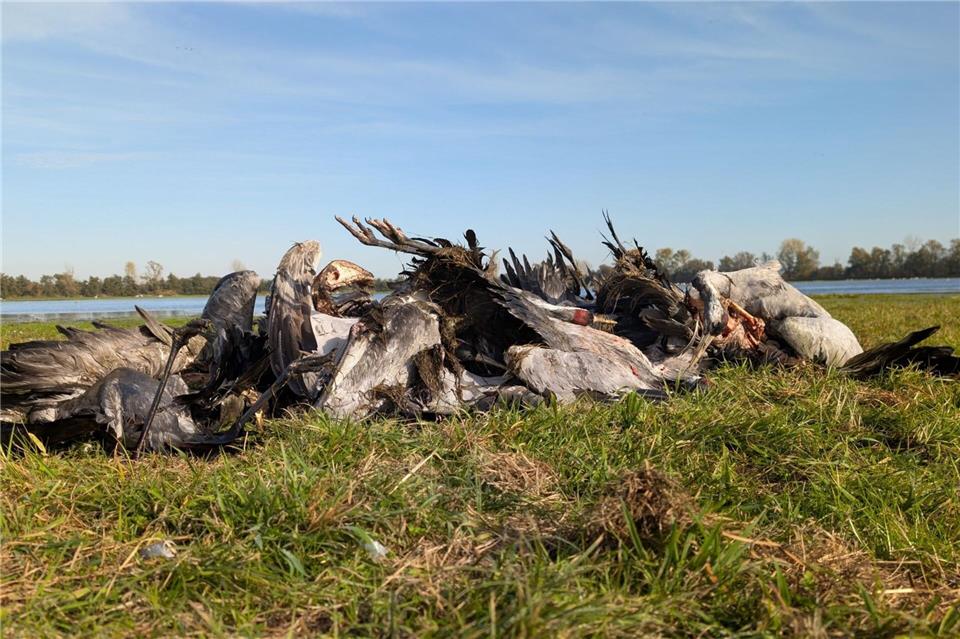 In Brandenburg sind zig Kraniche bereits an der Vogelgrippe verendet. (Archivbild)Nobert Schneeweiß/Artenkompetenzzentrum Rhinluch/dpa