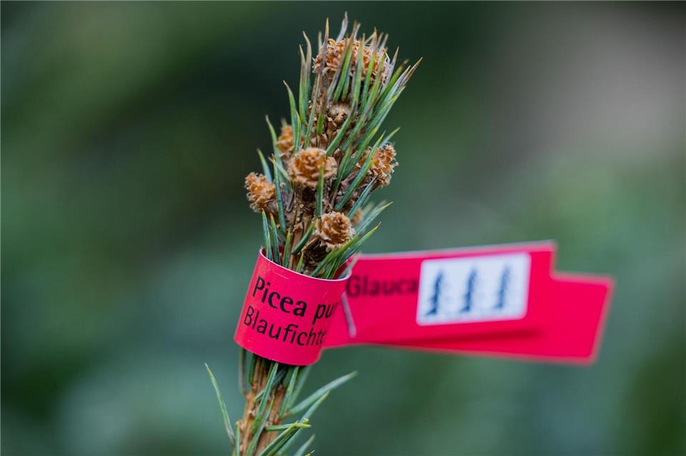 In Brandenburg stehlen Diebe Weihnachtsbäume von Verkaufsständen. (Symbolbild)Rolf Vennenbernd/dpa