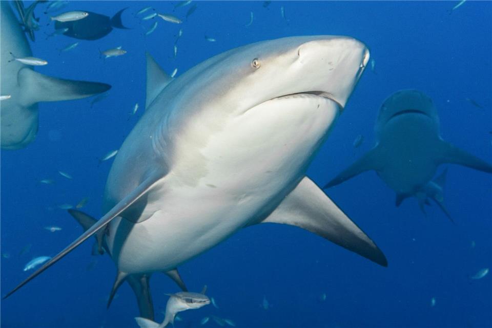 In Brasilien beginnt am Montag eine UN-Konferenz zum Schutz wandernder Tierarten. (Archivbild)Duncan Heuer/Aussie Bubbles/dpa