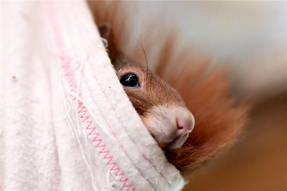 In Braunschweig hat sich ein Eichhörnchen verklettert und musste von der Feuerwehr befreit werden. (Symbolbild)Britta Pedersen/dpa-Zentralbild/dpa