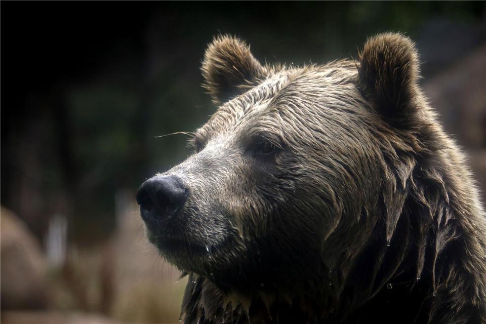 In British Columbia in Kanada gab es Verletzte beim Angriff eines Grizzlybärs auf eine Schulklasse. (Symbolbild)Brontë Wittpenn/San Francisco Chronicle via AP/dpa