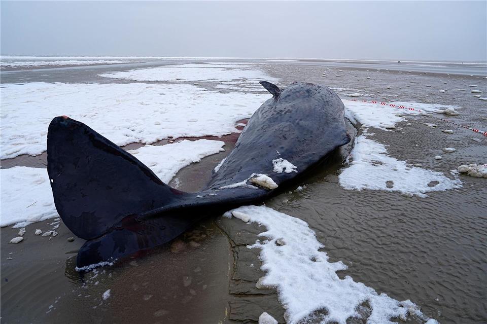 In Dänemark sind mehrere Wale gestrandet. Mads Claus Rasmussen/Ritzau Scanpix/AP/dpa