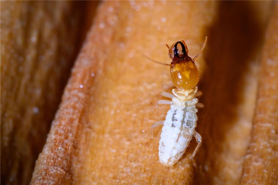 In Deutschland können sich Termiten bisher nicht ausbreiten.Patrick Pleul/dpa
