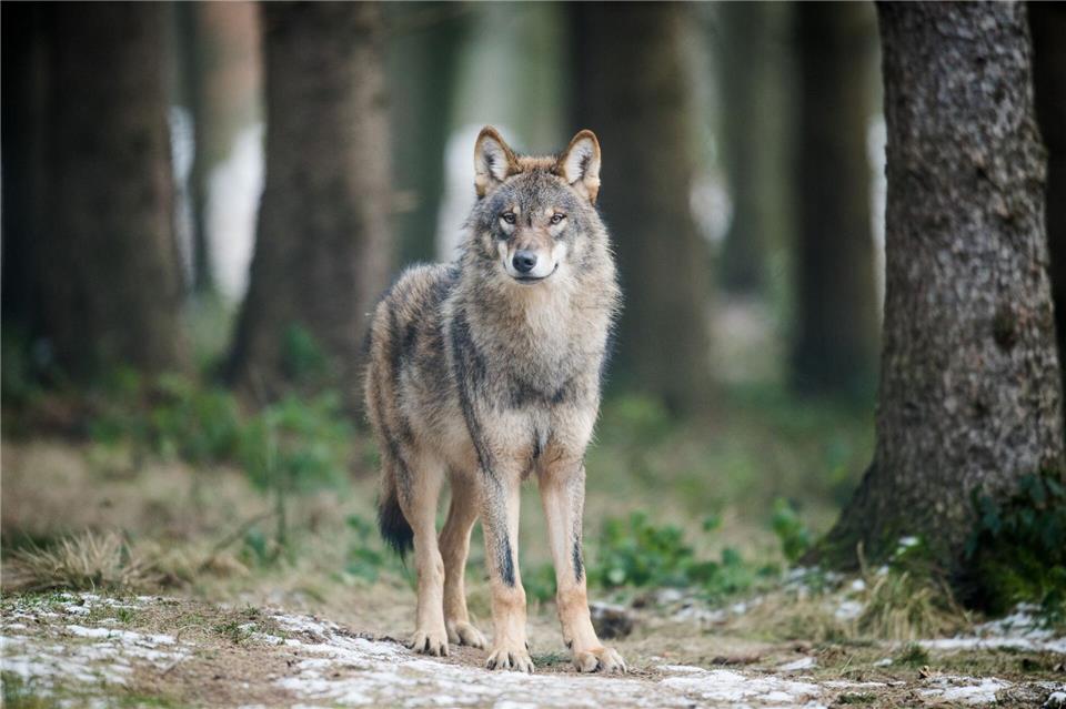 In Deutschland steht der Wolf unter strengem Schutz. (Symbolbild)Bernd Thissen/dpa