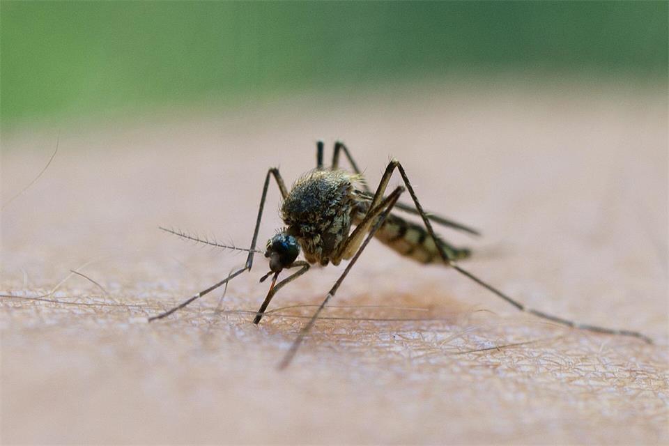 In Deutschland wird das Virus vor allem durch heimische Culex-Mücken übertragen. (Symbolbild) Patrick Pleul/dpa