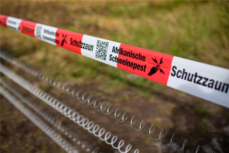 In Deutschland wurden seit dem ersten 2020 mehr als 6300 Fälle von ASP bei Wildschweinen nachgewiesen (Archivbild).Christoph Schmidt/dpa