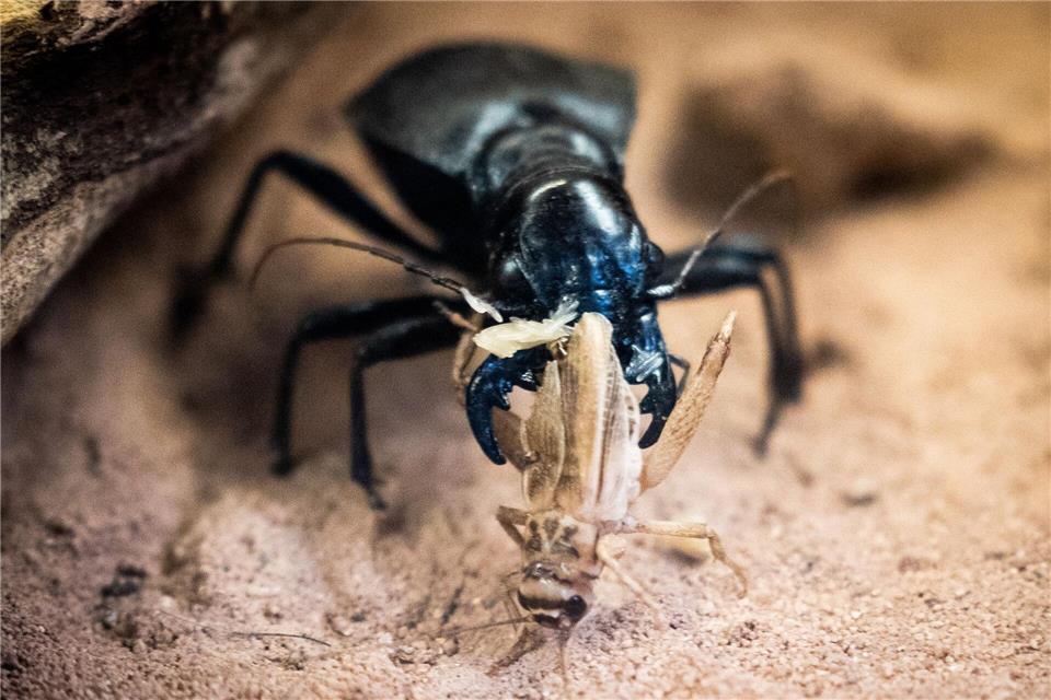 In Dresden beraten an diesem Wochenende Laufkäfer-Experten aus Deutschland und Österreich (Archivbild). Christian Charisius/dpa